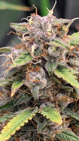 Strawberry Cheesecake Seedsman Seeds Autoflowers x2 — flower, day 87