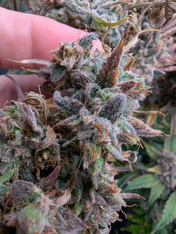 Control Plant — flower, day 115