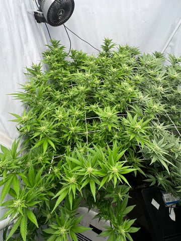 Permanent Marker, Gary Payton — flower, day 24