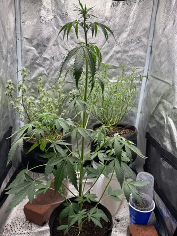  Acapulco gold auto July  — flower, day 47