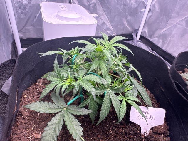 Fastbuds Autoflowers — flower, day 23