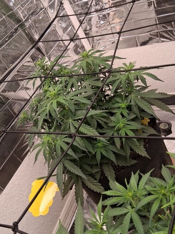 Seedman mix auto & seedman mix auto & GodFather OG — auto, day 55