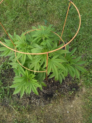 Motorbreath 15 — vegetative, day 15