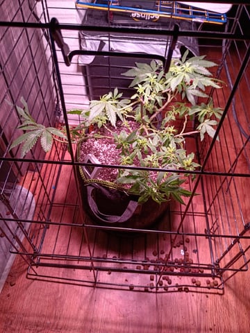 FKAFL — vegetative, day 43