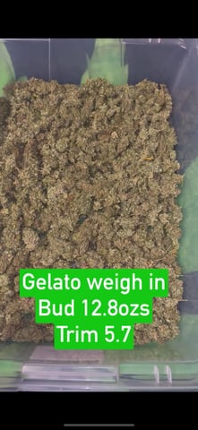 Indoor Grow  — flower, day 76