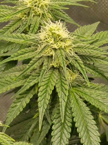 Homegrown - 🍒 🥧 & GSC Auto, 🚀 Seeds 🍌 Buttercups  — flower, day 53