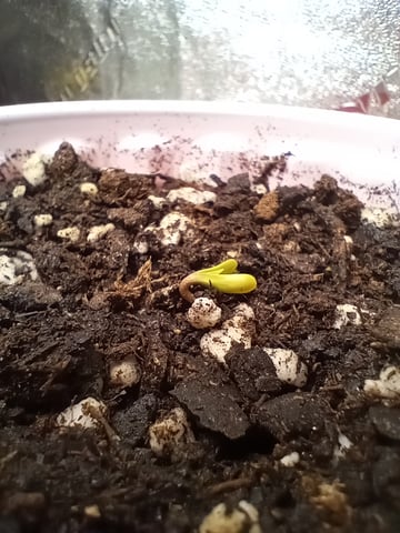 All Aboard!!! — seedling_rooting, day 3
