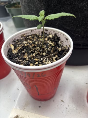 winter 25-26 — seedling_rooting, day 2