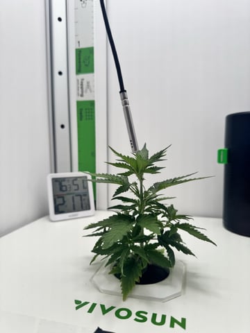Mindfield - with Girl Scout Cookies (auto) — vegetative, day 1