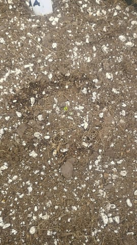 Yerba Buena — seedling_rooting, day 3
