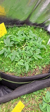 First Grow with the new setup  — vegetative, day 40