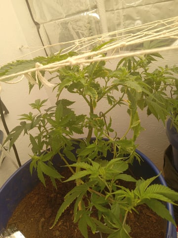 closet grow for veg with a.c infinity air intake fan .With no carbon filter just suction,and spider farmer sf 7000.Then a spider farmer sf tent 4×4×6.5with a G1500 l.e.d from spiderfarmer and spider farmer 6inch clip oscalating fan. — vegetative, day 21
