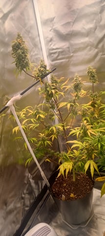 frst grow tent grow — auto, day 79