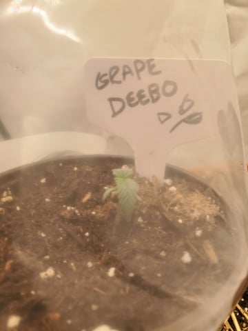 Alien Rock Candy & Grape Deebo — seedling_rooting, day 18