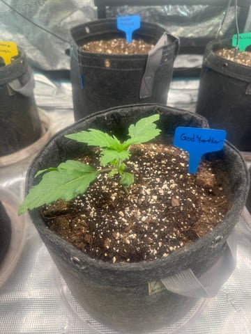  godfather OG — vegetative, day 4