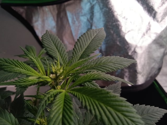 Fruity Pebbles OG (photo) & Oreos (photo)