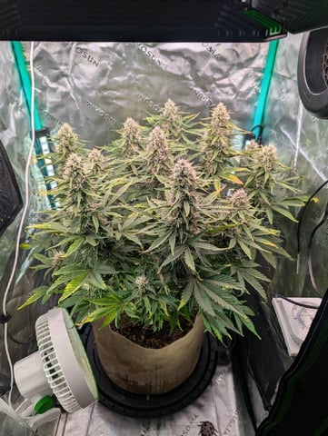 Piggy Stardust — flower, day 71