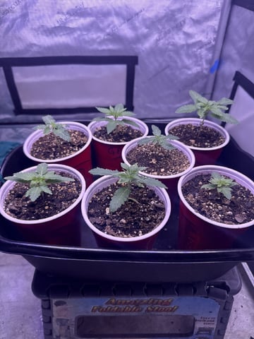 Goofy’s Grow  — seedling_rooting, day 19