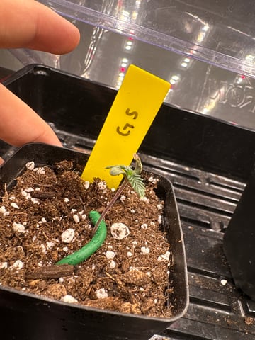 Girl Scout — seedling_rooting, day 1