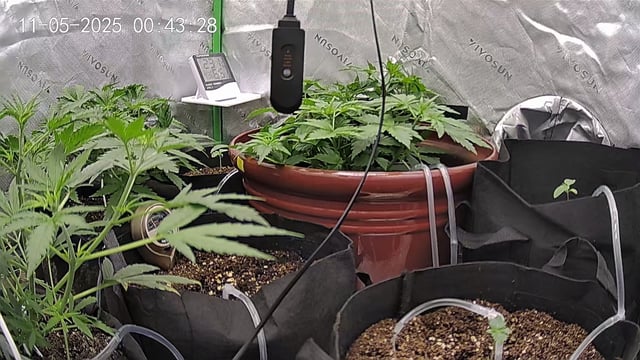 Bruce Banner (Auto) — vegetative, day 23