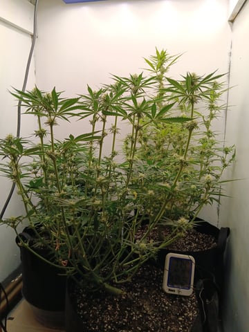 Indoor Closet Grow — flower, day 72