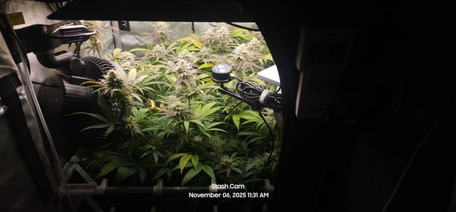 Guava Mints — flower, day 40