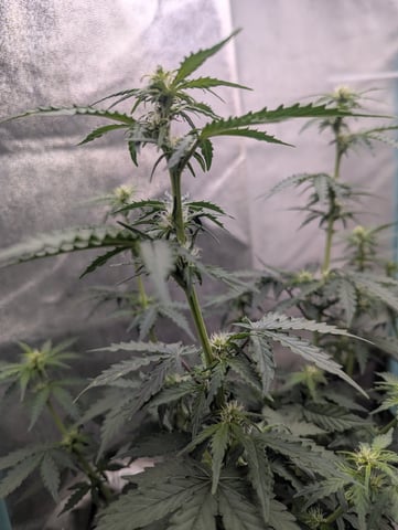 Autos — vegetative, day 30