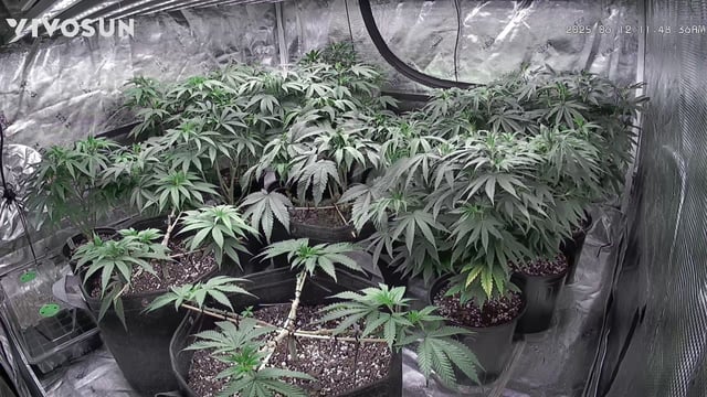 outdoor start/indoor 2025 — vegetative, day 82