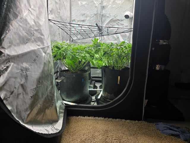 Purple Haze  — flower, day 51