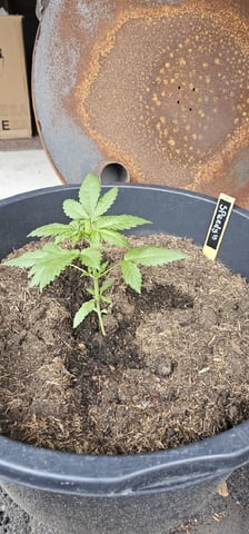 Purple Haze Autoflower — vegetative, day 42