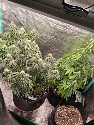 Lemon Cherry Cookies, Purple Haze and Strawberry Gorilla Grows — flower, day 80