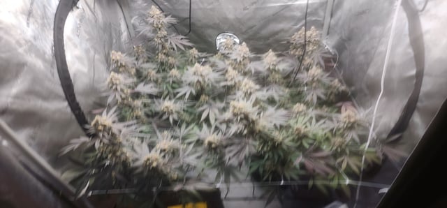 First clones (Dr nefario)  — flower, day 84