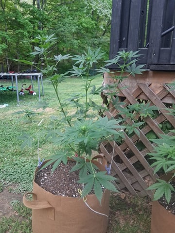 First Indoor Grow  — flower, day 60