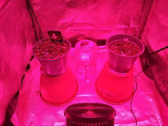 II — seedling_rooting, day 1