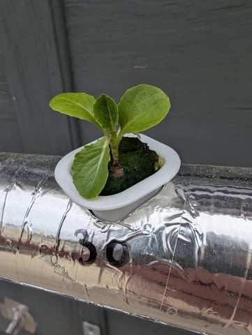 outdoor hydro ladder — vegetative, day 5
