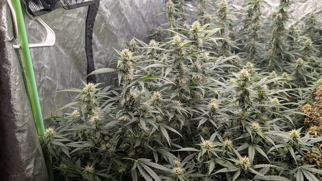 Strawberry Cheesecake Seedsman Seeds Autoflowers x2 — flower, day 68