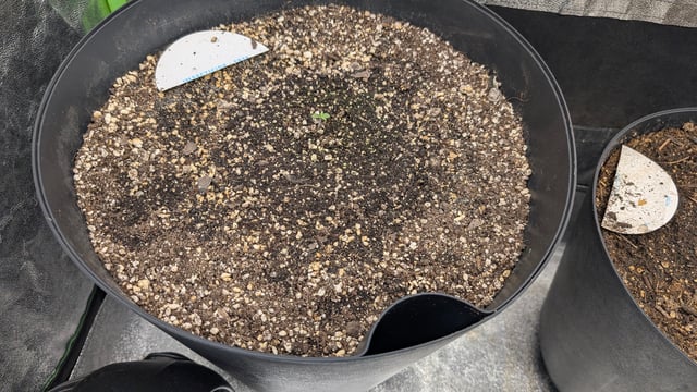 Mixed Grow — grow_setup, day 26