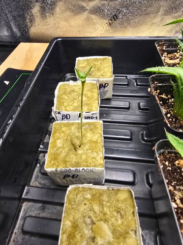 Growing — seedling_rooting, day 10