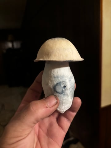 First magic mushroom grow — flower, day 72