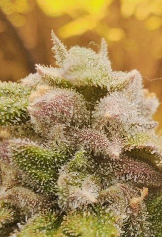 critical orange punch / strawberry soda — flower, day 64