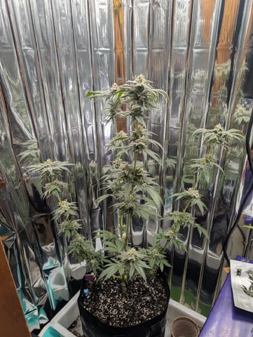 B E A utiful  — flower, day 128