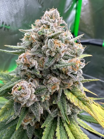 First grow — flower, day 111