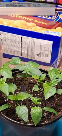 blueberry funk — seedling_rooting, day 5