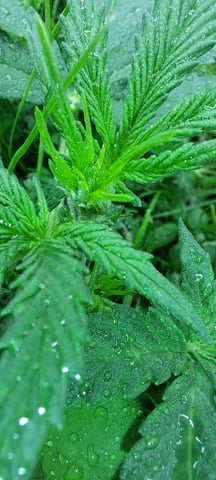 First Grow with the new setup  — vegetative, day 30