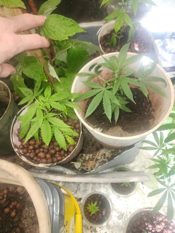 First Organic Hydro Grow. — vegetative, day 115