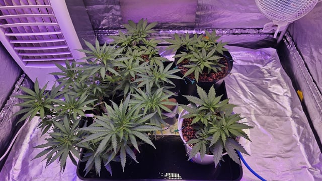 Amnesia Haze Run — vegetative, day 26