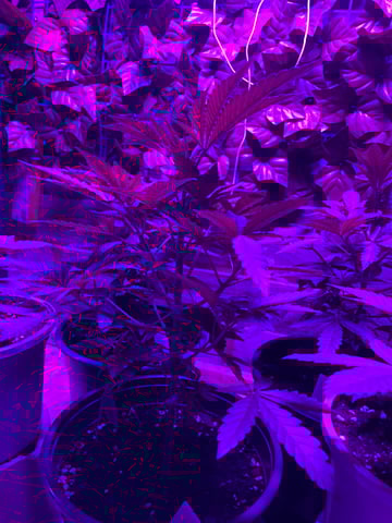 white runtz first grow  — vegetative, day 21