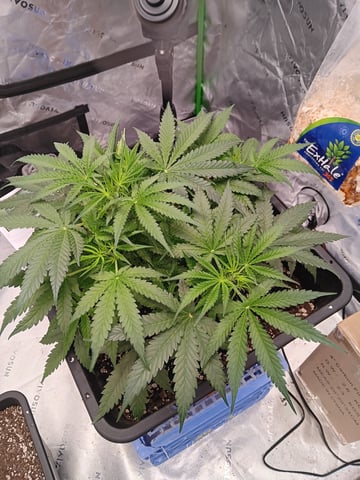 Blueberry auto — vegetative, day 43