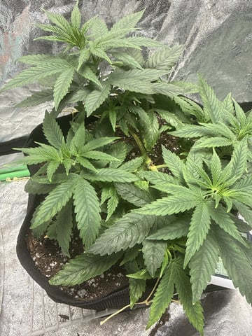 Veg2-3 Week Old Cereal Milk Fem — grow_setup, day 2