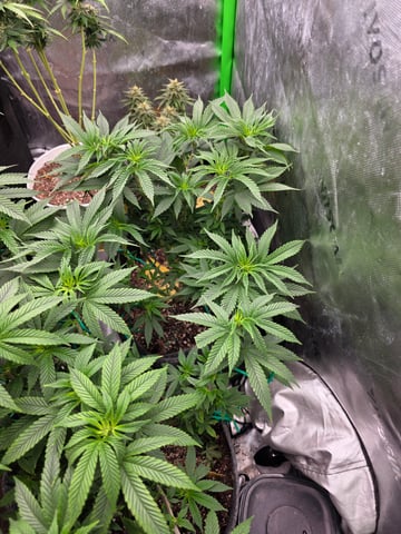 My Second Indoor — vegetative, day 79